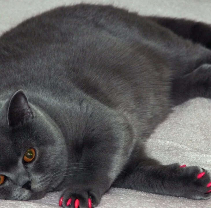 Fat Isn't a Feeling: Finding the Real Emotions Behind Body Shaming - Fhemistry article featured image