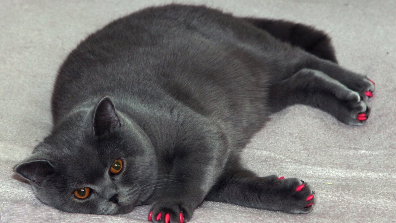 Fat Isn't a Feeling: Finding the Real Emotions Behind Body Shaming - Femme Coach article featured image