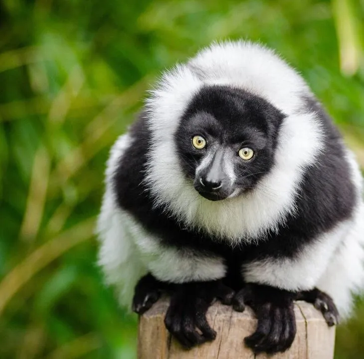 What the Year of the Monkey Has Taught Me